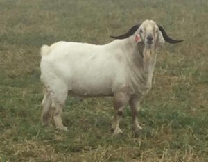 savannna goat buck standing alone with a red tag in his ear