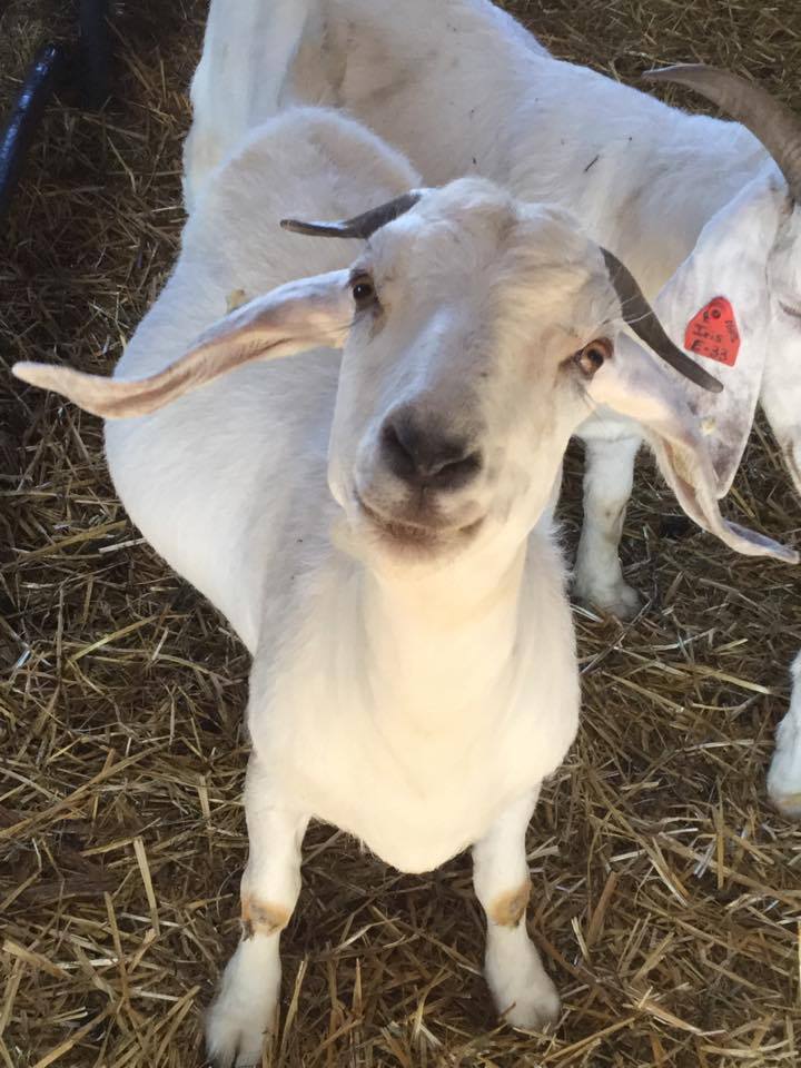 Home - Savanna Goat Sales | Country Livestock Savanna Goats