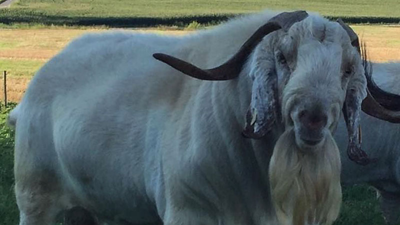 Home - Savanna Goat Sales | Country Livestock Savanna Goats