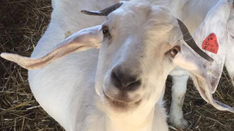 Home - Savanna Goat Sales | Country Livestock Savanna Goats