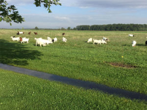 A herd of savanna goats in a field