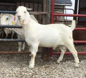 savanna goat buckling tagged in front of a red fence and penned in buckling