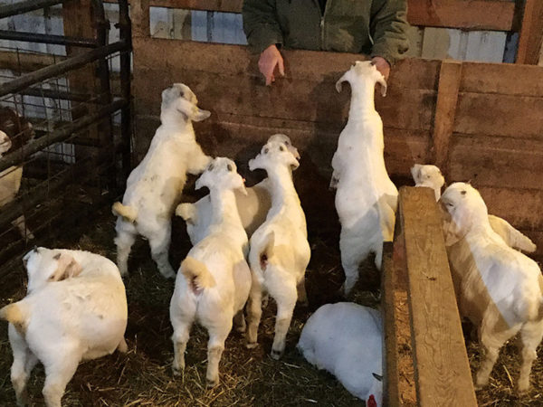 Gallery - Savanna Goat Sales | Country Livestock Savanna Goats