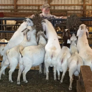 savana-goats-bucks-03 - Savanna Goat Sales