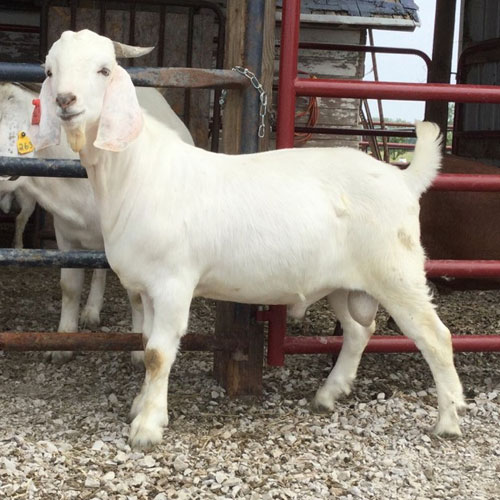 For Sale - Savanna Goat Sales | Country Livestock Savanna Goats
