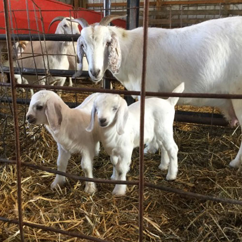 For Sale - Savanna Goat Sales | Country Livestock Savanna Goats