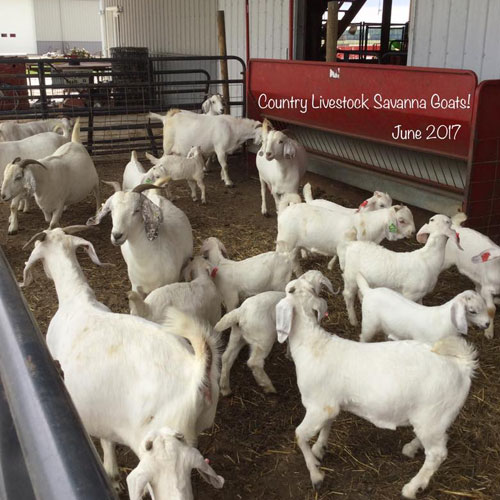 For Sale - Savanna Goat Sales | Country Livestock Savanna Goats