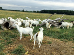 savanna-goats-playing