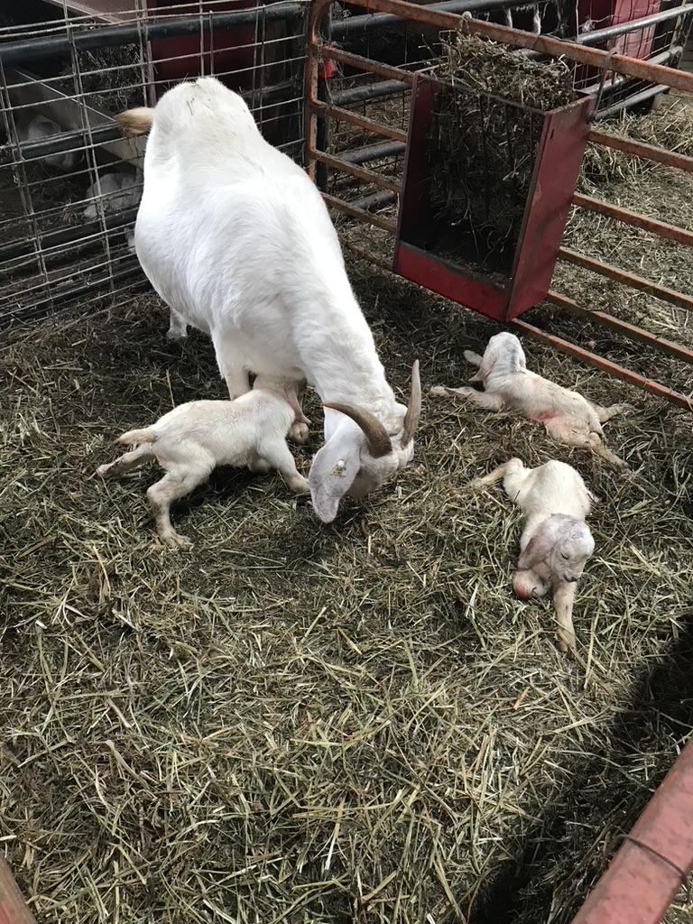 For Sale - Savanna Goat Sales | Country Livestock Savanna Goats